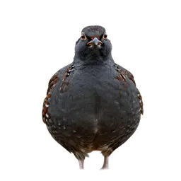 Lesser prairie chicken