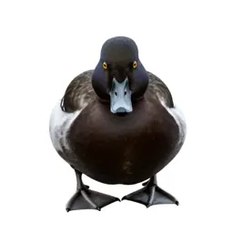 Lesser scaup