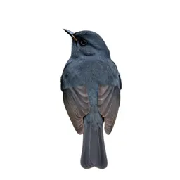 Lesser whitethroat