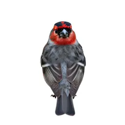 Linnet