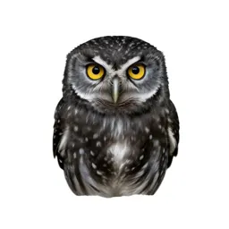 Little owl