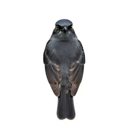 Loggerhead shrike