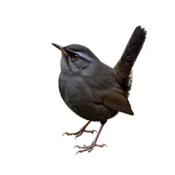 Long-billed marsh wren