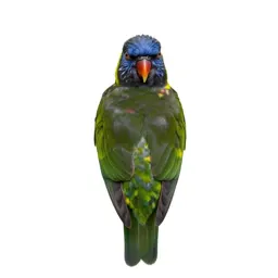 Lorikeet