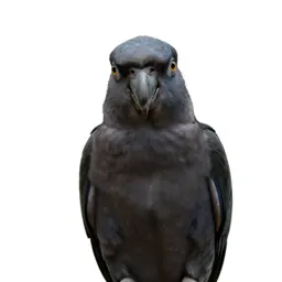 Lory