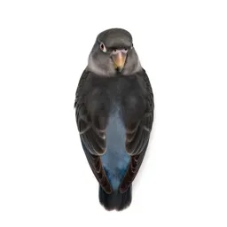 Lovebird