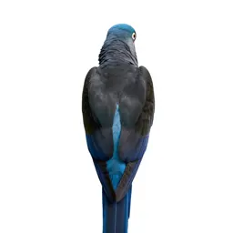 Macaw