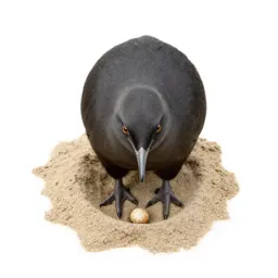 Maleo