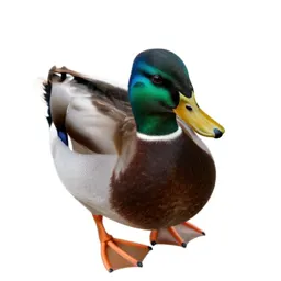 Mallard