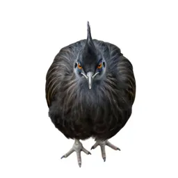 Mallee fowl