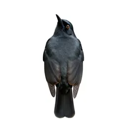 Manakin