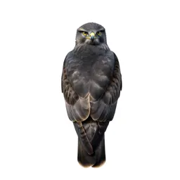 Marsh harrier
