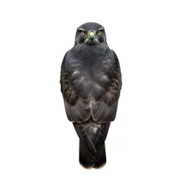 Marsh hawk