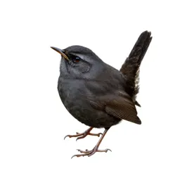 Marsh wren