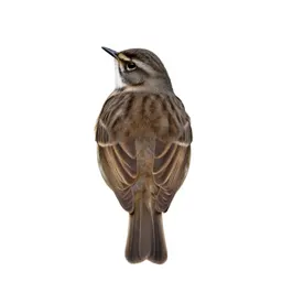Meadow pipit