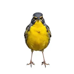 Meadowlark