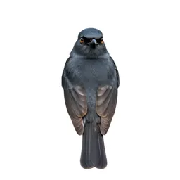 Migrant shrike