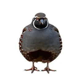 Migratory quail