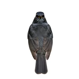 Missel thrush