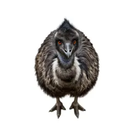 Moa