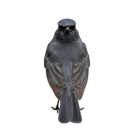 Mockingbird