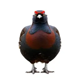 Moorcock