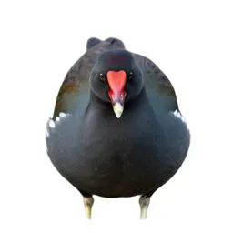 Moorhen