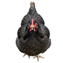Mother hen