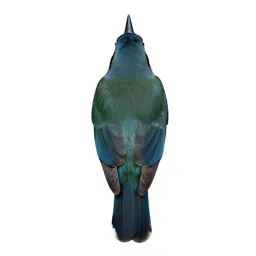 Motmot