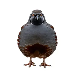 Mountain quail