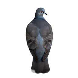Mourning dove
