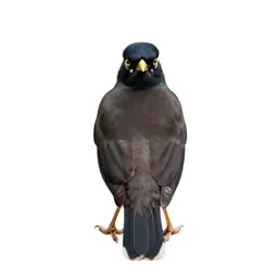 Myna