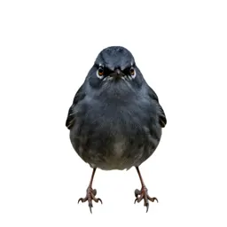 Myrtle warbler