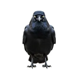 Night raven