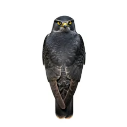 Nighthawk