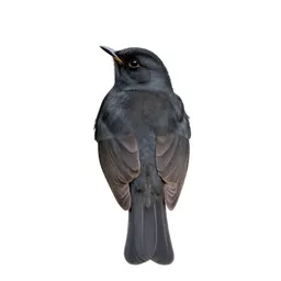 Nightingale