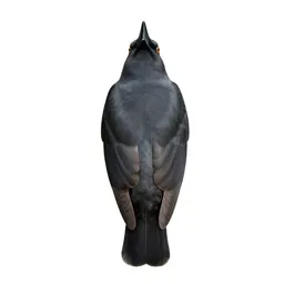 Nonpasserine bird