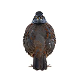 Northern bobwhite