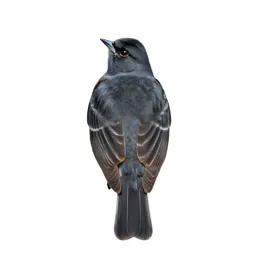 Northern oriole