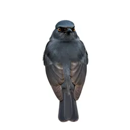 Northern shrike