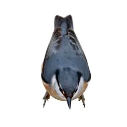 Nuthatch