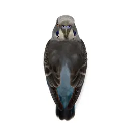 Parakeet