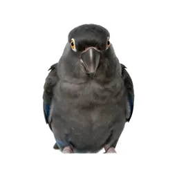 Parrot