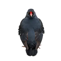 Partridge