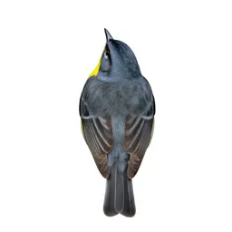 Parula warbler