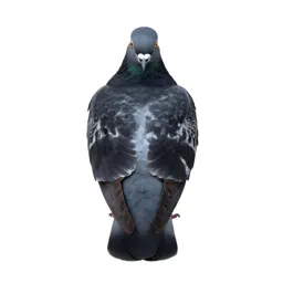 Passenger pigeon