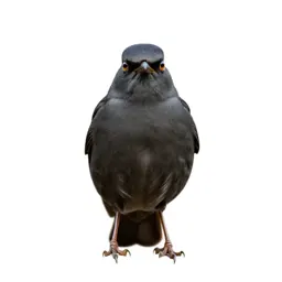 Passerine