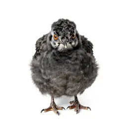 Peachick