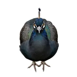 Peafowl
