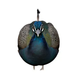 Peahen